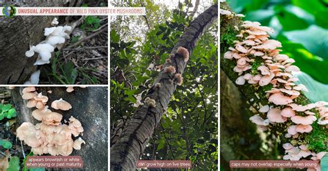 Pink Oyster Mushroom Guide | Pleurotus Djamor