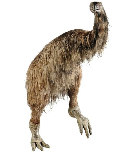 The extinct Moa bird from New Zealand #moa #extinct #uitgestorven | Extinct birds, Extinct ...