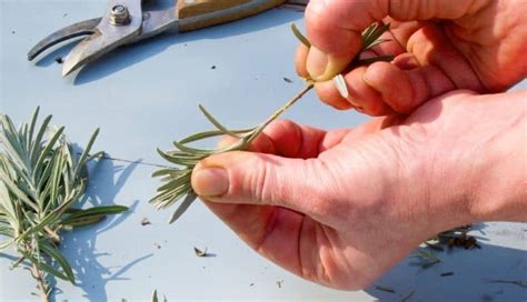 How To Grow Lavender From Cuttings