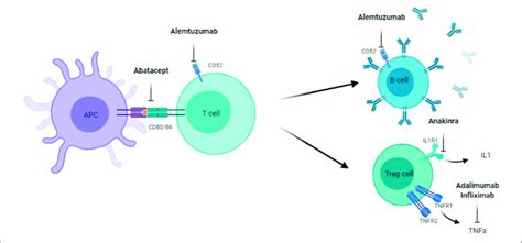 | Target points of Abatacept, Alemtuzumab, Anakinra, Adalimumab, and... | Download Scientific ...