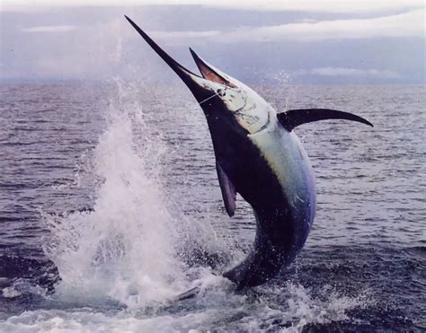 Blue Marlin Facts | Atlantic Blue Marlin Diet, Behavior, Habitat ...