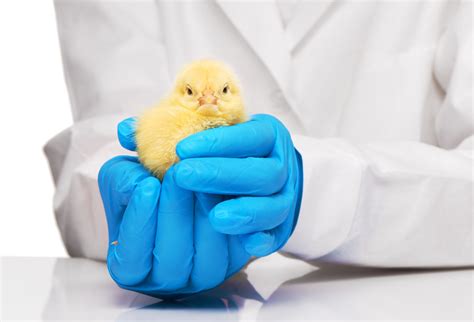 Caring for Chicks 101: Here's Your Guide. | Small Pet Select