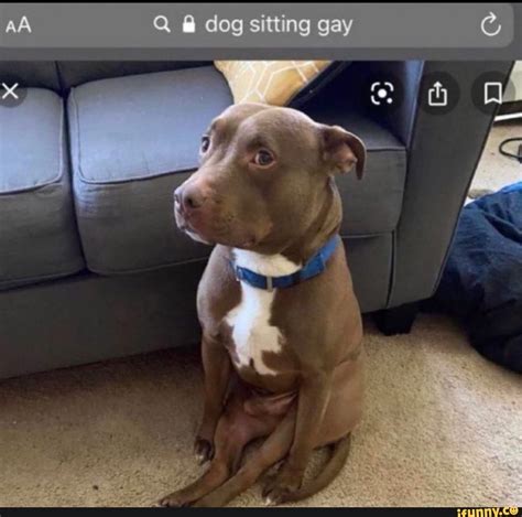 dog sitting gay : r/dogsittinggay