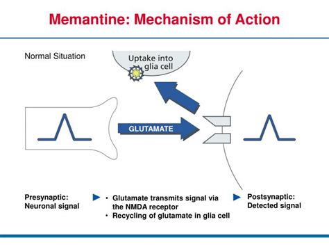 PPT - Properties of Memantine and Mechanism of Action PowerPoint Presentation - ID:4447712