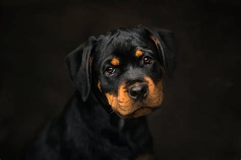 HD wallpaper: rottweiler dog picture hd, one animal, canine, animal ...