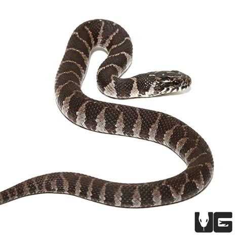 Baby Northern Water Snake for Sale - Underground Reptiles