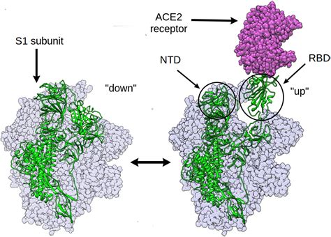 Distant residues modulate conformational opening in SARS-CoV-2 spike ...