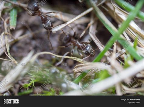 Nest-building Ant. Image & Photo (Free Trial) | Bigstock