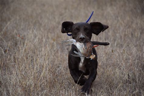 South Texas Quail Hunts - Guided Texas Quail Hunting