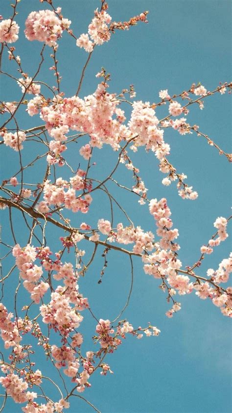 Sakura Wallpapers For Phone - Wallpaper Cave