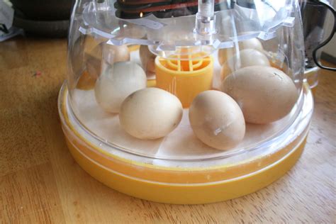 Silkie? (eggs) | BackYard Chickens