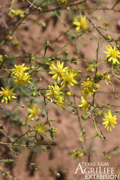 Plants of Texas Rangelands » Annual broomweed, Common broomweed