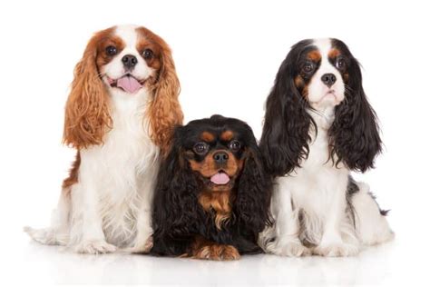 10 Best Dog Food For Cavalier King Charles: A Tailored Nutrition