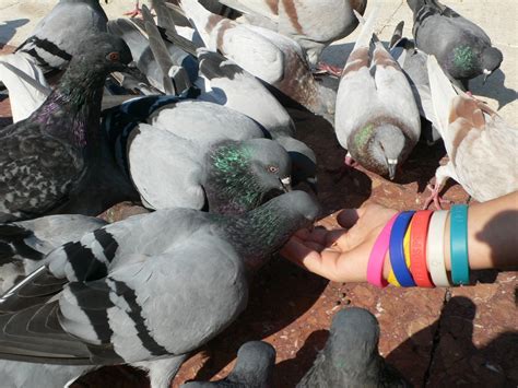 Feeding pigeons Free Photo Download | FreeImages