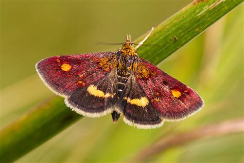 Mint Moth | Butterfly Conservation