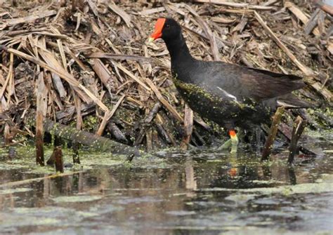 Green Island offers rich views in slow month for bird-watching | The ...