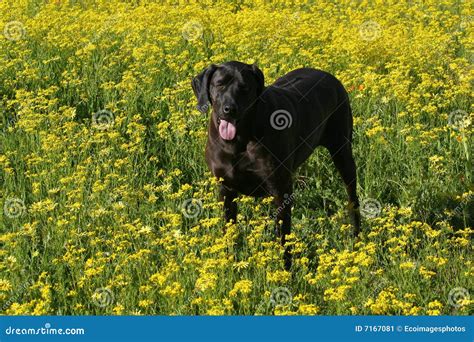 Dog in field flowers stock image. Image of contrast, animal - 7167081