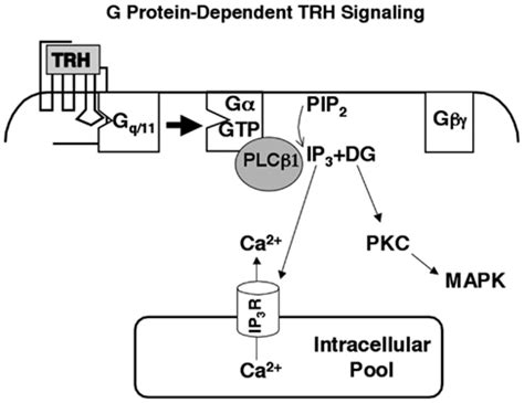 Receptors, thyrotropin-releasing hormone; Protirelin Receptors; Receptors, Protirelin; Receptors ...