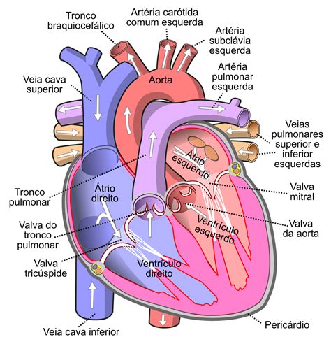Heart Valves Anatomy, Heart Anatomy, Human Heart Diagram, Prepa Concours, Tricuspid Valve ...
