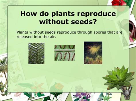 How Do Plants Without Seeds Or Flowers Reproduce at Mark Sorensen blog