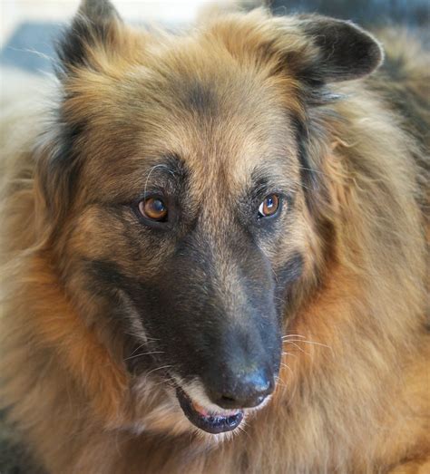 German Shepherd-Great Pyrenees Mix | Freya | scattered1 | Flickr