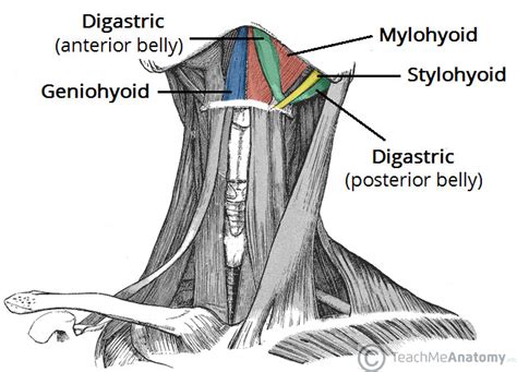 The Suprahyoid Muscles - Stylohyoid - Digastric - TeachMeAnatomy