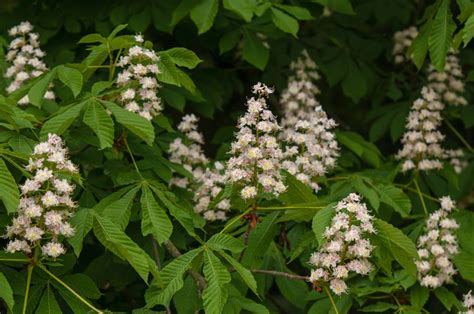 Horse Chestnut Tree: Care and Growing Guide