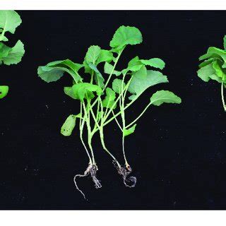 | Clubroot resistant tests with pathogen of Huangshan in the BC 3 F 2 ...