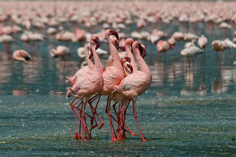 Lake natron flamingo nest - newyorkulsd