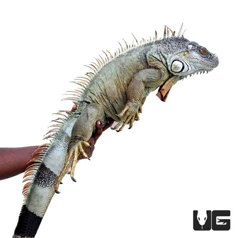 5-6 Foot Green Iguanas (Iguana iguana) For Sale - Underground Reptiles