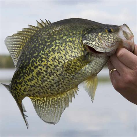 13 Best Crappie Fishing Lakes in Florida (Speckled Perch) - Best Fishing in America