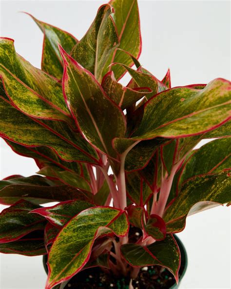 Aglaonema Red Siam | Tropical | Colorful Leaves | Lively Root