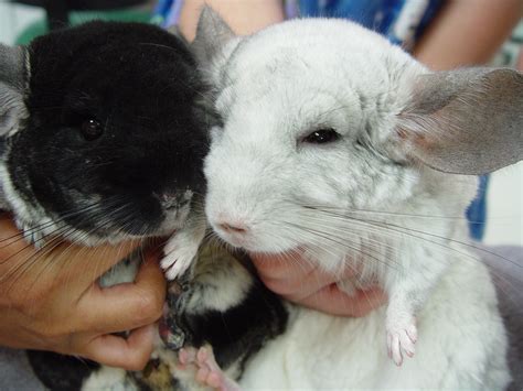 Chinchilla Care - CHICAGO EXOTICS ANIMAL HOSPITAL