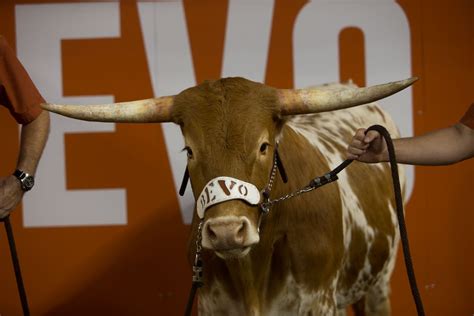 Happy Birthday, Bevo! Texas' beloved mascot turns 8 years old - On3