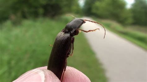 Click Beetle (Elateridae) Demonstrating Click Mechanism - YouTube