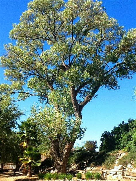 Alamo tree, Temecula, Ca. | Tree, Alamo, Temecula