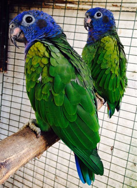 Pionus Menstruus - lovely parrots Naturezactiva.com | Pet birds, Beautiful birds, Animals beautiful