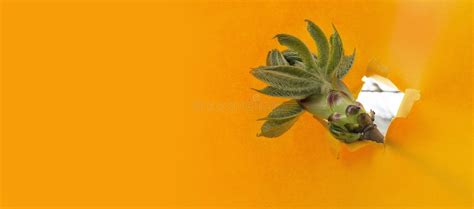 Blossom of Exotic Tree Leaves on the Orange Background.Torned Paper and ...