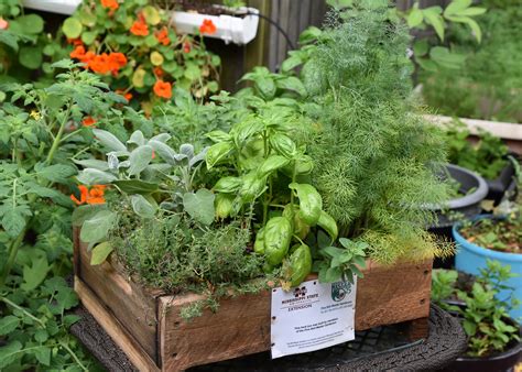 Container-grown herbs are a great fall option | Mississippi State ...