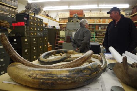 Blog: The man with the mammoth bones – Eye on the Arctic