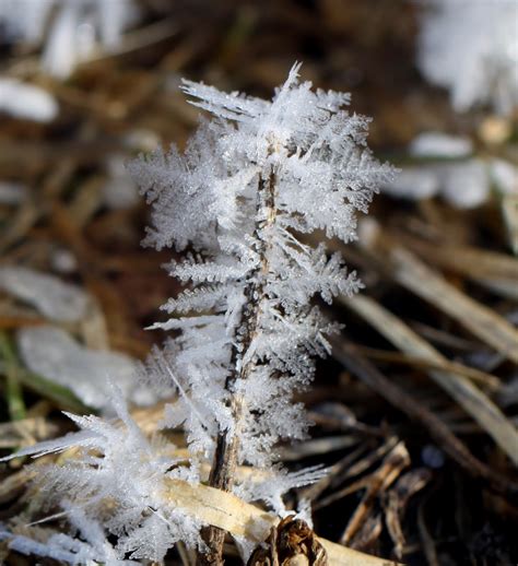 The Retirement Chronicles: Spring Hoarfrost!