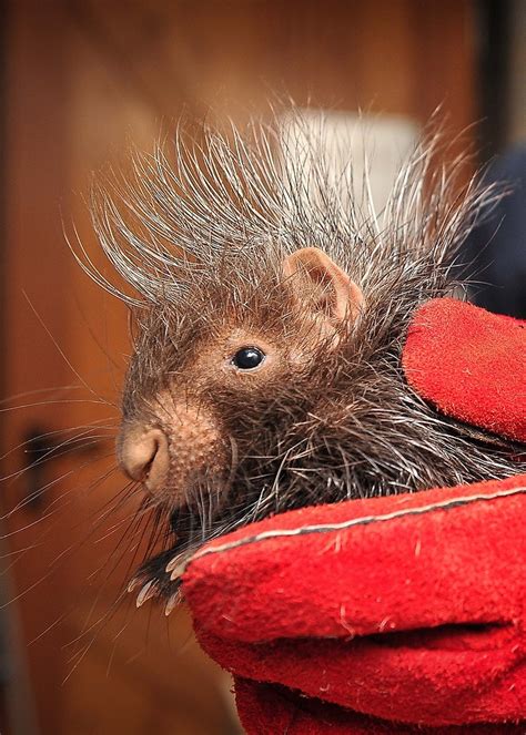 Baby porcupine! | Cute baby animals, Cute animals, Animals