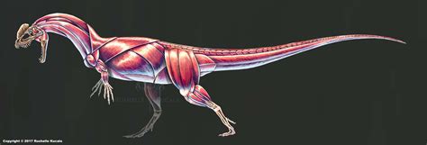 Dilophosaurus Wetherilli Muscle Study (No Labels) by TheDragonofDoom on DeviantArt