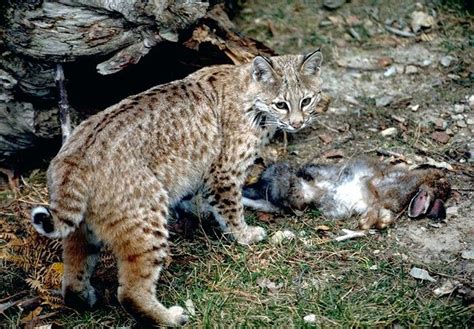 Bobcat wit a long tail. | Animals wild, Animals, Bobcat