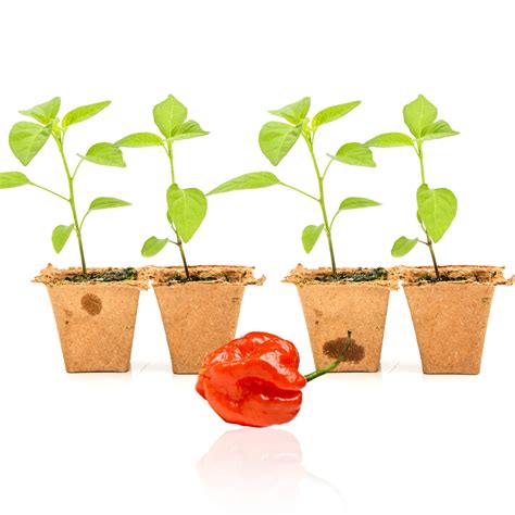 Red Scotch Bonnet Pepper Plants – Pepper Joe’s