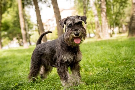 Schnauzer thu nhỏ có thông minh hơn hầu hết các loài chó không? Câu trả ...