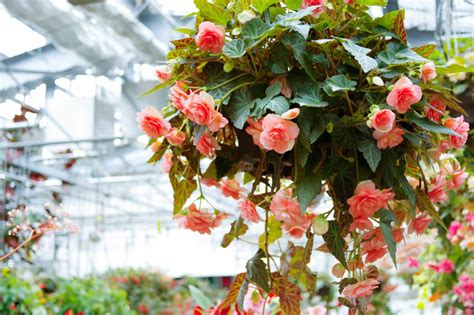 The most beautiful types of begonias - Plantura