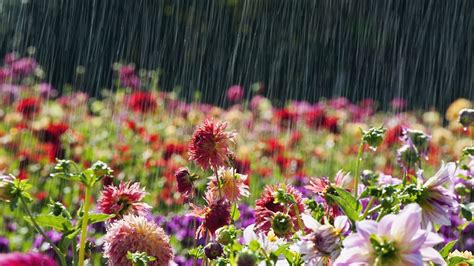 Rainy Flowers wallpaper | 1920x1080 | #23486