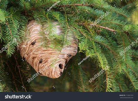 Large Wasp Nest In A Pine Tree Stock Photo 113361910 : Shutterstock