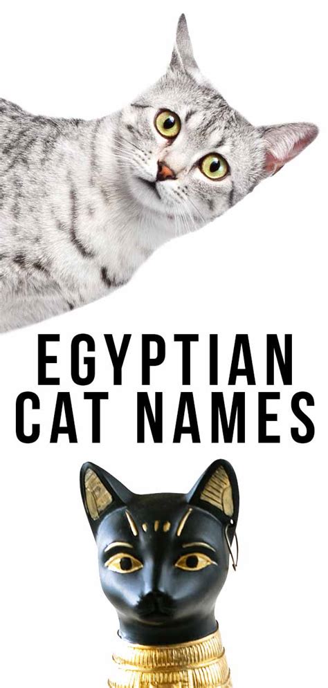 Egyptian Cat Names - 300 Fantastic Names Inspired By Egypt